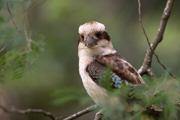 Laughing Kookaburra (Dacelo novaeguineae) - Dandenong Ranges Grants Picnic Ground, Victoria, Australia