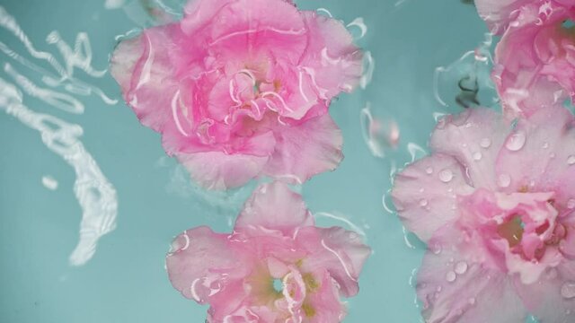 Slow motion drops and beautiful rose pink flowers in water over blue background