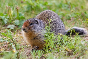 Close up of a Columbian Ground Squirrel, Urocitellus columbianus, near Lake Louise, Banff National Park, AB, Canada