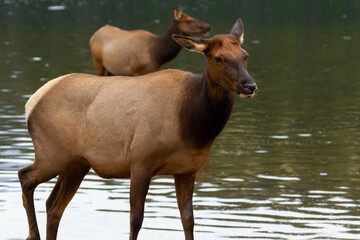 Close-up shot of female elk at Pyramid Lake in Jasper National Park, AB, Canada