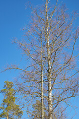 Obraz premium leafless trees and sky