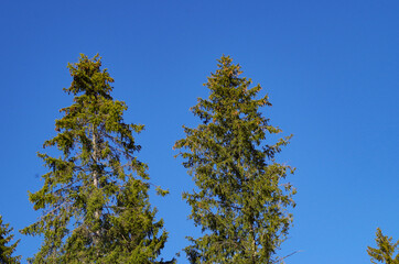 coniferous trees against sky