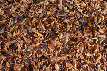 Obraz premium 枯葉の絨毯