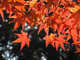 秋の紅葉