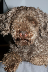 Dog truffle nose close up brown lagotto romagnolo modern high quality prints