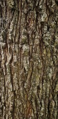 Fototapeta premium Pine Tree's series