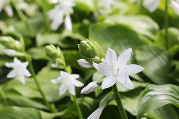 Obraz na płótnie Canvas Hosta blooms with white fragrant flowers.Beautiful white flower close-up. Blooming white flower of Hosta on garden.blooming hosts with white buds beautiful background.The flowering of the host.