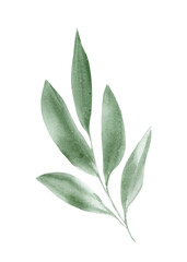 Watercolor sketch abstract green leaf