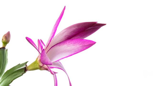Timelapse of growing and blooming pink Christmas cactus (Schlumbergera) isolated on white background 4K