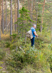 angler with a fishing rod on the shore of a bog lake, swamp characteristic plant vegetation, pine forest on the shore of the lake