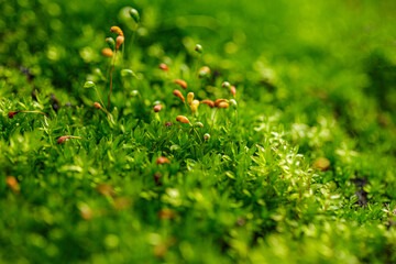 Beautiful nature background