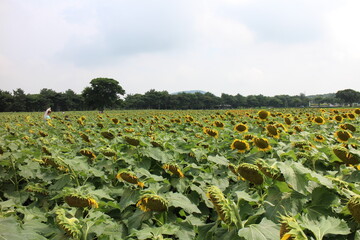 Fototapeta na wymiar field of sunflowers in the summer