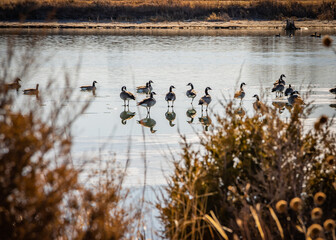 ducks on the frozen lake
