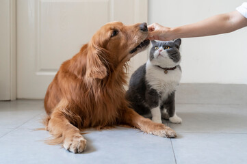 British Shorthair and Golden Retriever, feeding the Golden Retriever