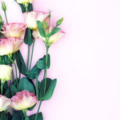 Obraz premium Beautiful eustoma flowers on a pink background.