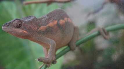 lizard on a tree