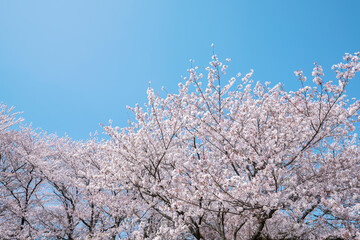 桜　染井吉野