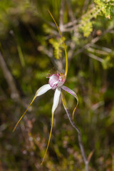 Flowers of the beautiful Spider Orchids (Caladenia sp.) in the Cape Le Grand National Park east of Esperance, Western Australia
