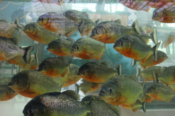 fish in aquarium