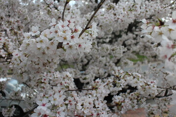 blooming tree