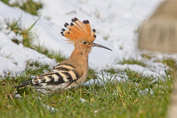 Eurasian Hoopoe (Upupa epops), with its crest raised, in snow in west Cornwall, England, UK.