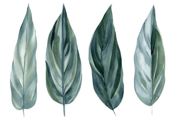Set tropical leaves watercolor sketch, hand drawing