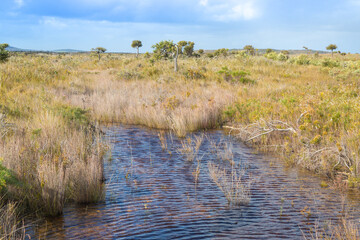 Wet habitat in the Cape Le Grand National Park east of Esperance, Western Australia