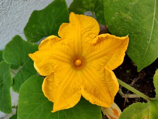 Beautiful bright yellow Squash flower Squash, (genus Cucurbita), a genus of flowering plants in the gourd family