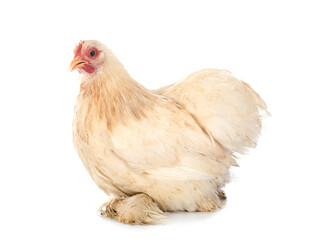 pekin chicken