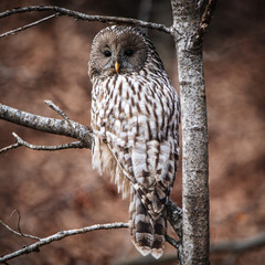 Ural Owl, Strix uralensis, sitting on tree branch in orange leaves oak wilderness forest, Romania.