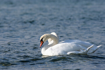 Swan in the sea
