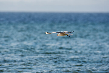 Seagle
