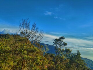 Obraz premium trees in the mountains