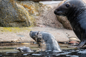 Grey Seal In The Sea
