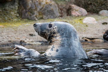 Grey Seal In The Sea
