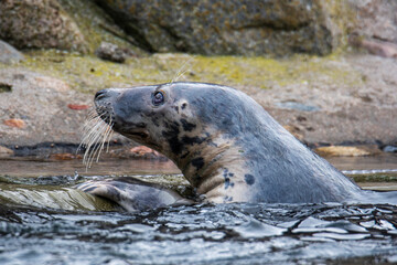 Grey Seal In The Sea
