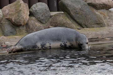 Grey Seal In The Sea

