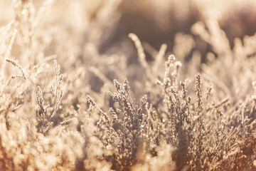 Fototapeta premium Frozen meadow