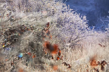 Foto op Plexiglas Frozen meadow © Galyna Andrushko