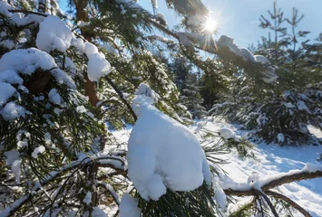 Foto auf Acrylglas Frozen tree © Galyna Andrushko