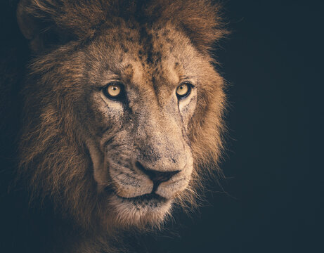 lion