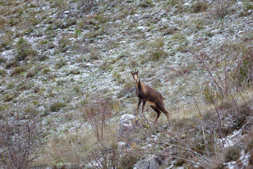 Chamois on the mountain, watching on alert. Rupicapra rupicapra. Hoces de Vegacervera, León, Spain.