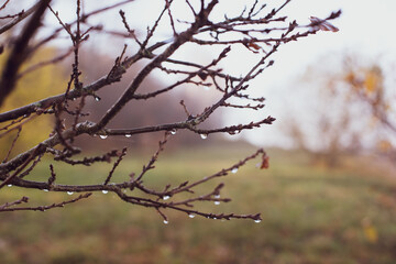 Fototapeta na wymiar branch of a tree with raindrops in the park