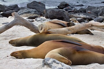 Galapagos Fur Seal / Arctocephalus galapagoensis /. Mosquera Island. Galapagos. Ecuador. South America.