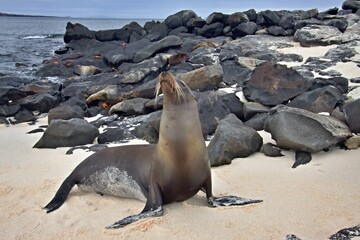 Fototapeta premium Galapagos Fur Seal / Arctocephalus galapagoensis /. Mosquera Island. Galapagos. Ecuador. South America.