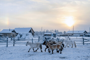 Herd of Yakut horses on the background of a winter sunset in the village of Oymyakon © Alexandra