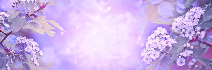 Spring-summer background - blooming hawthorn with fresh green leaves, frame in the rays of sunlight. Abstract natural backgrounds to showcase and promote your product.