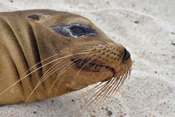 Galapagos Fur Seal / Arctocephalus galapagoensis /. Mosquera Island. Galapagos. Ecuador. South America.