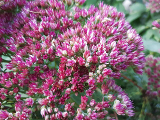 pink flower close up