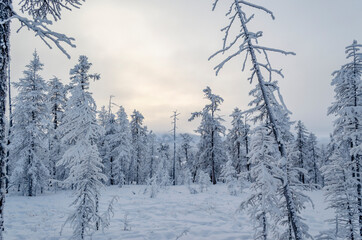 Snowy forest in the Republic of Sakha, Kolyma tract, the Russian North